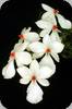Aerangis rhodostricta